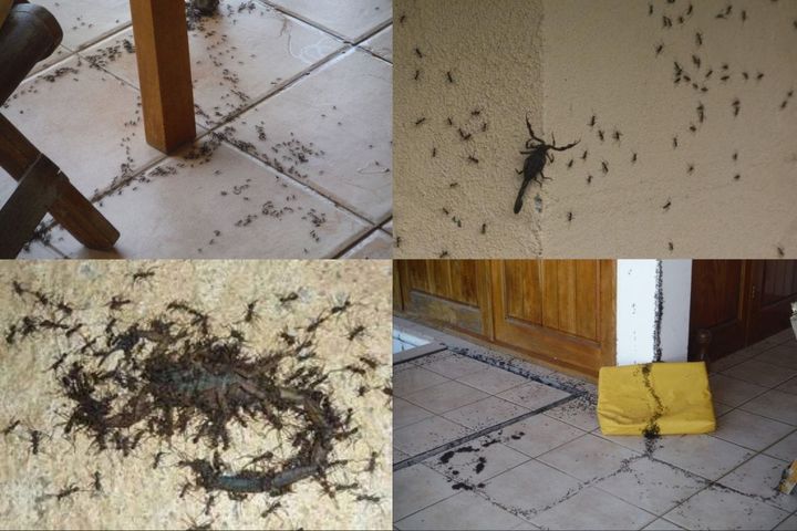 What kind of ants come into your house in Costa Rica and clean up all the insects? What are the cleaner ants of Costa Rica?