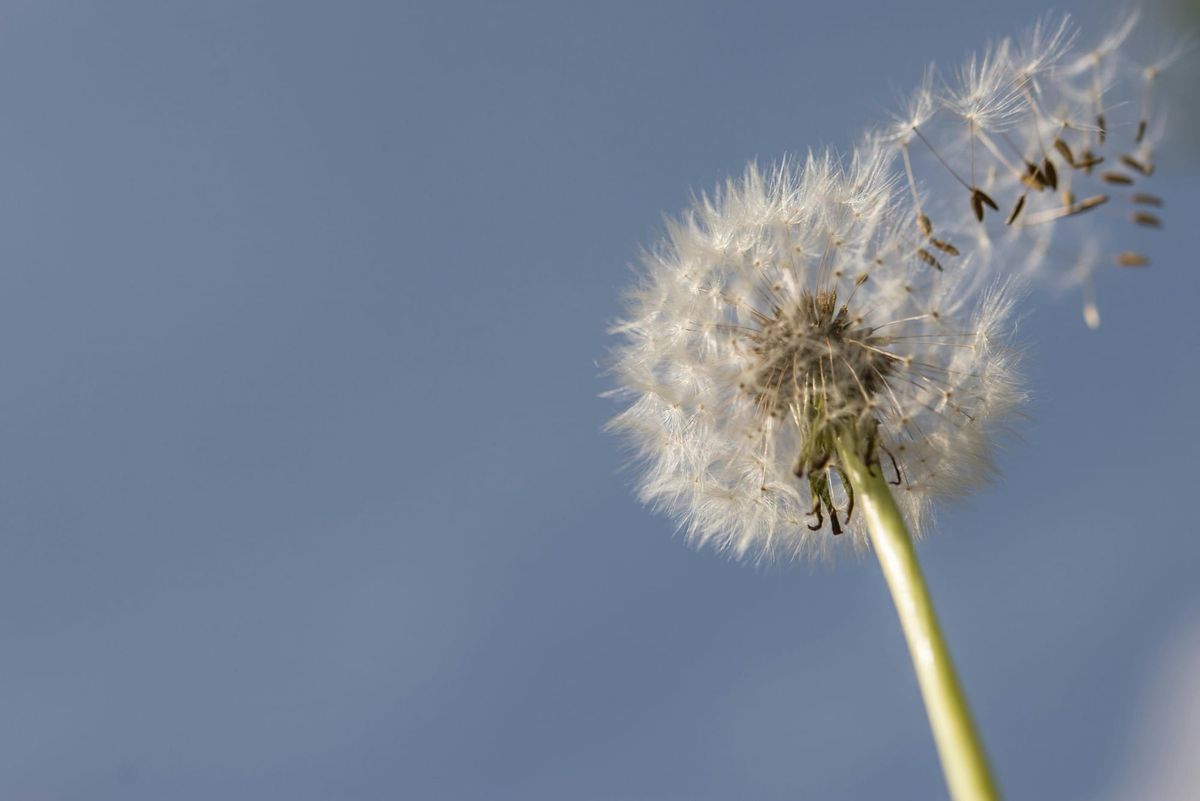 What Is Intestate Succession? Who Inherits When There's No Will