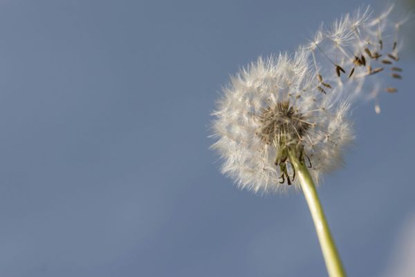 What Is Intestate Succession? Who Inherits When There's No Will
