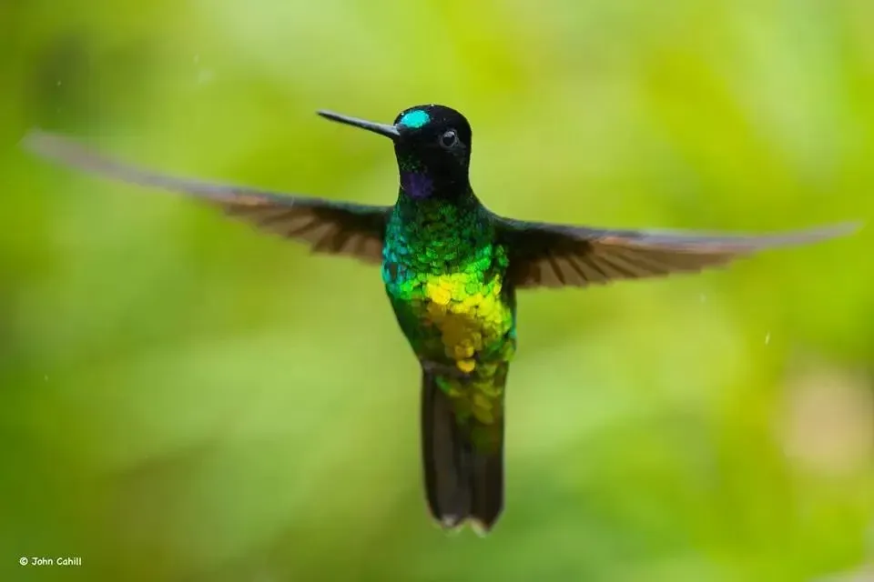 A hummingbird in flight near Montezuma Rainforest Lodge, Colombia