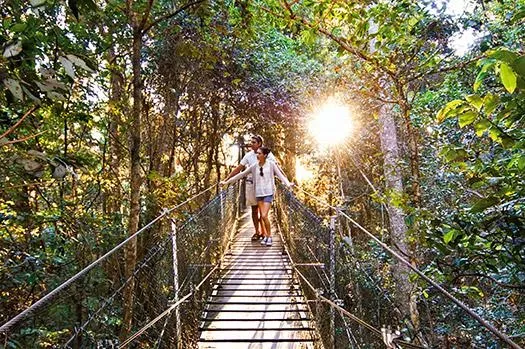 Two visitors cross a sunlit rainforest suspension bridge on the treetop boardwalk at O’Reilly’s Rainforest Retreat, Australia