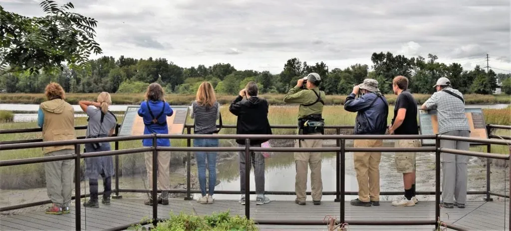 A group of birders scans a coastal marsh from a viewing platform at Cape May, New Jersey