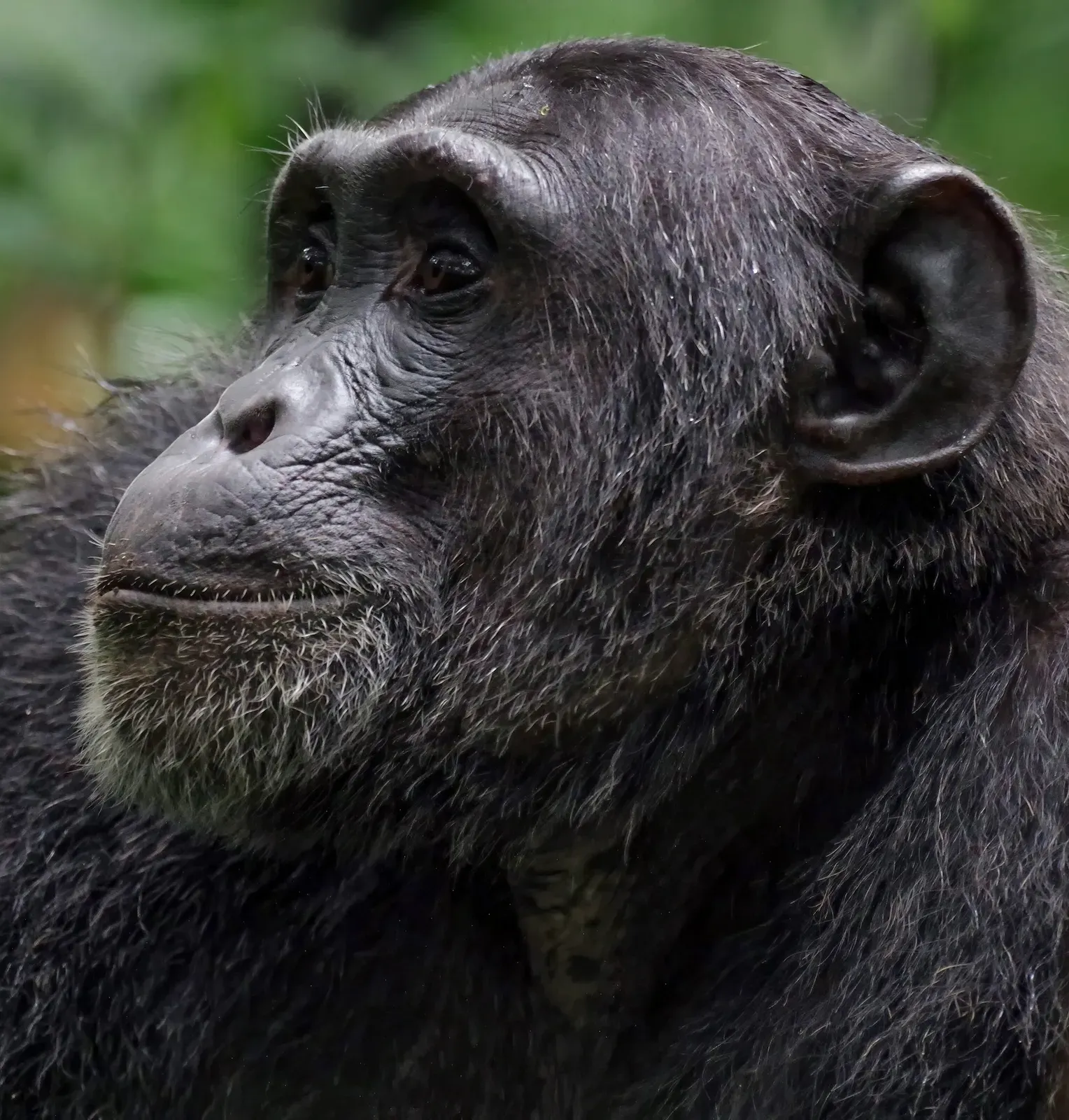 A wild chimpanzee in Uganda's Budongo Forest