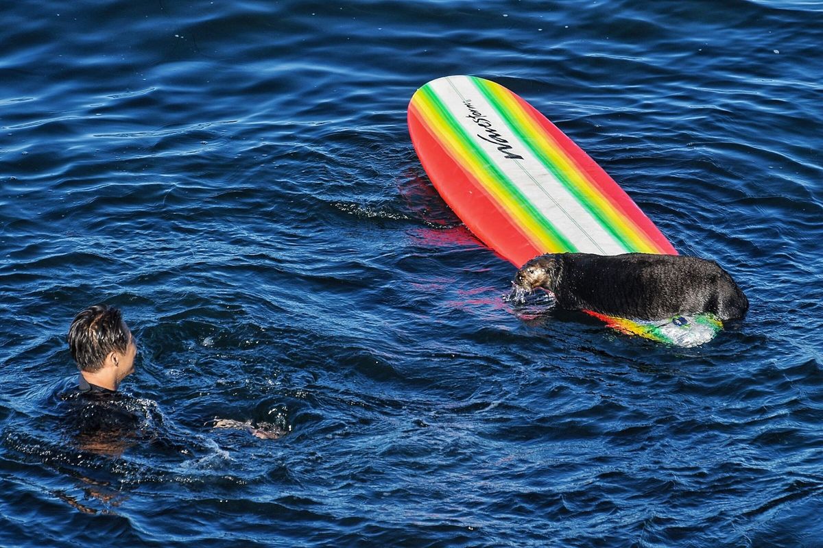 A renegade sea otter is terrorizing California surfers