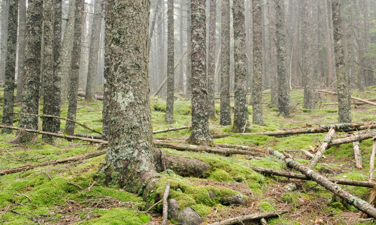 He walked into the woods and disappeared for 27 years