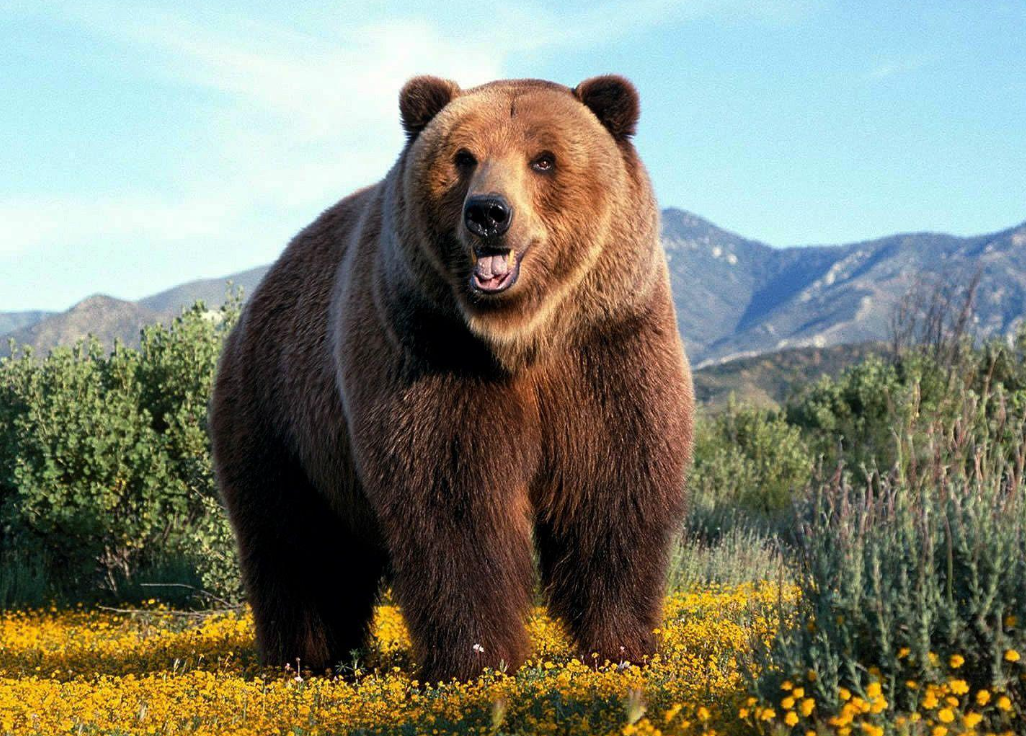 He was attacked by a grizzly bear twice in one day