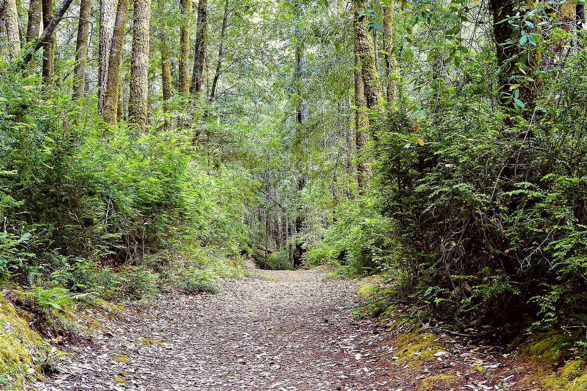 A Russian hermit lived for years in a California redwood tree