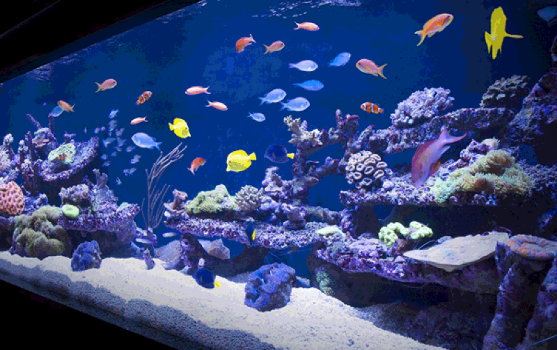 A casino got hacked through an internet-connected fish tank