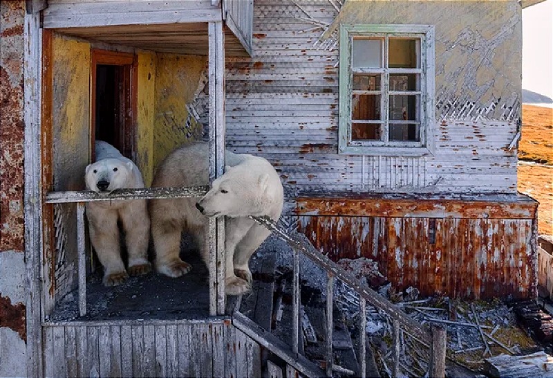 Polar bears invade abandoned Soviet-era research station
