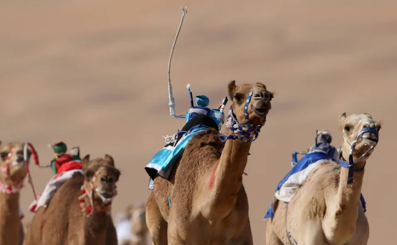 He changed life in the Gulf by inventing a camel-racing robot
