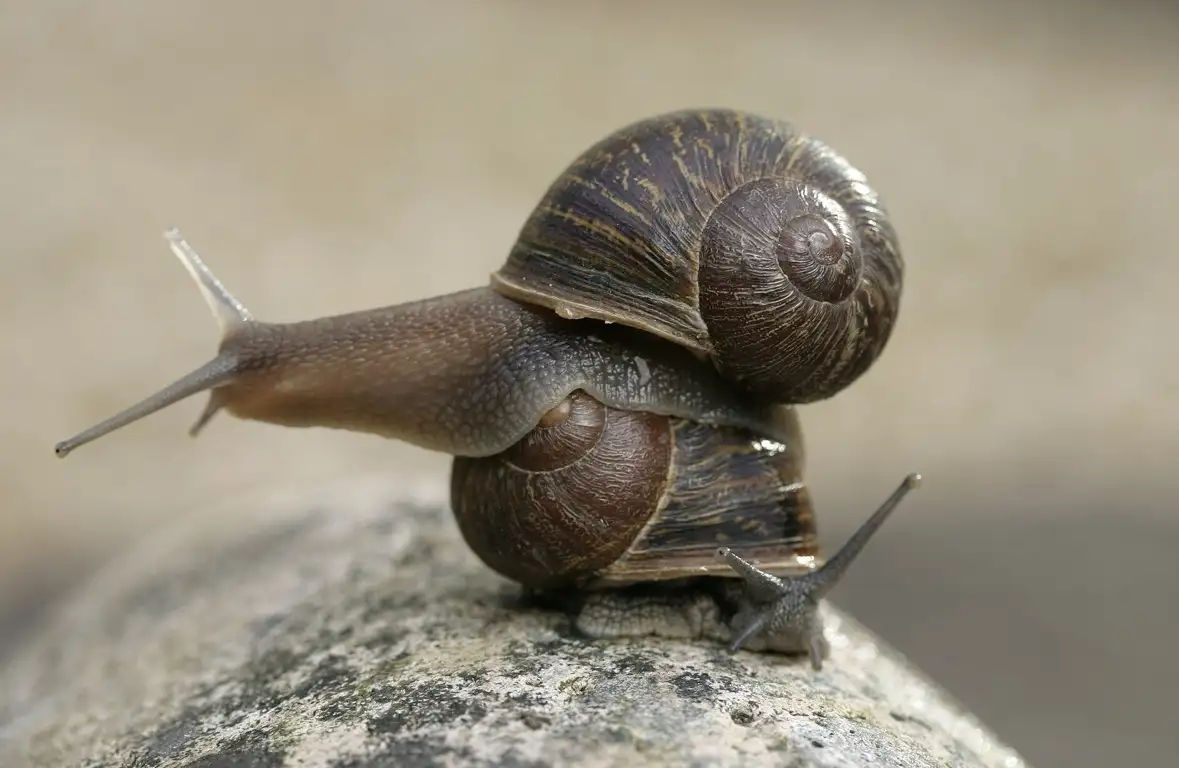 The tragic love life of Jeremy the world's loneliest snail