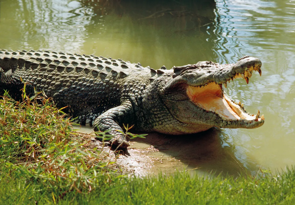 Police officer volunteered to get human remains from a crocodile