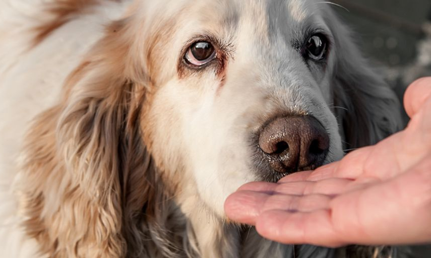 Your dog might be able to smell whether you have cancer