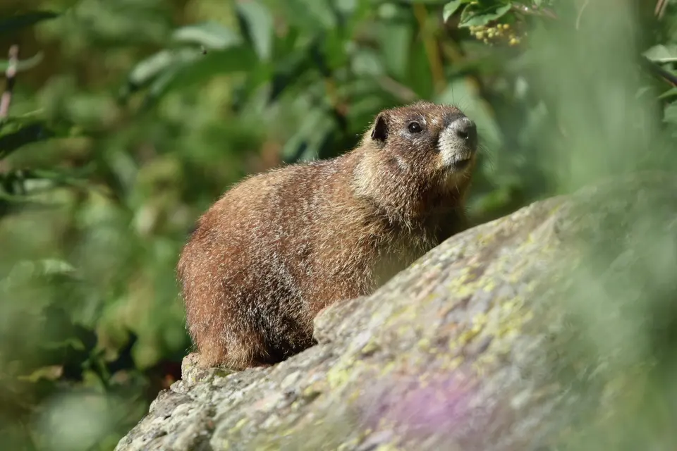 Marmot researchers set up an OnlyFans to get funding