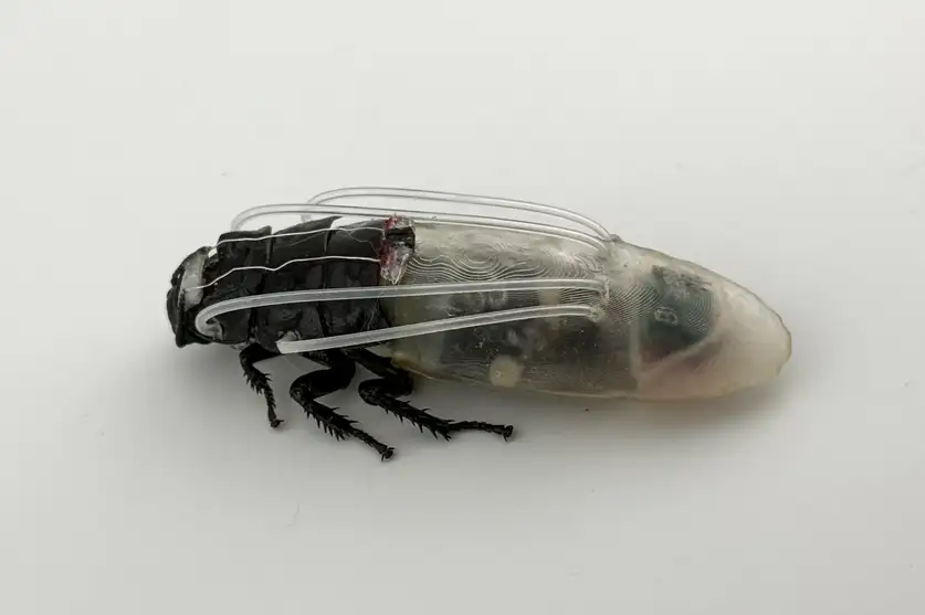 A swarm of remote-controlled cockroaches that can swim