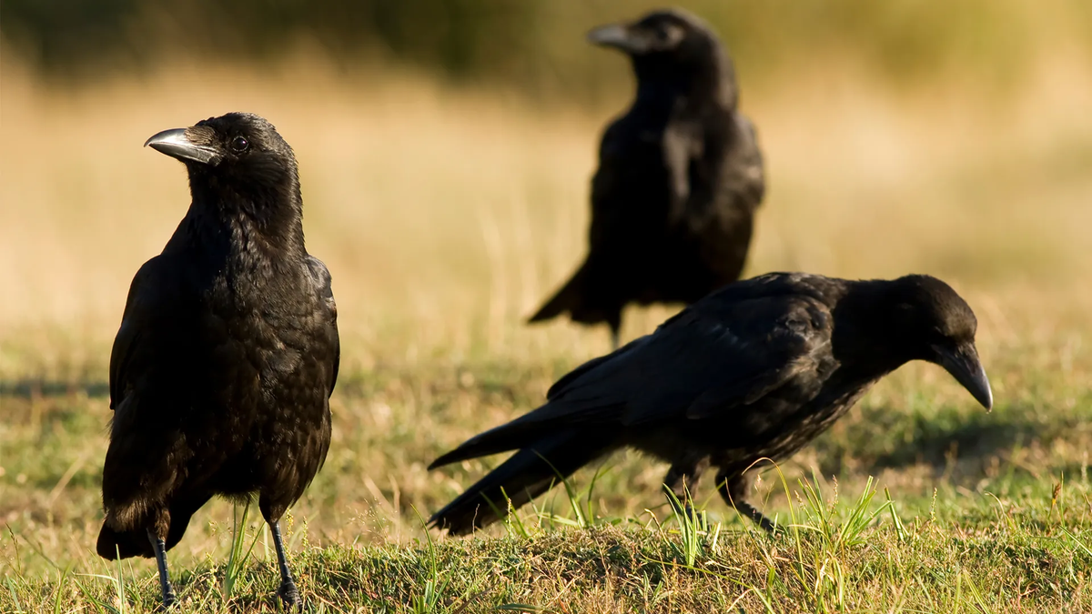 Crows make human friends but also hold grudges for years