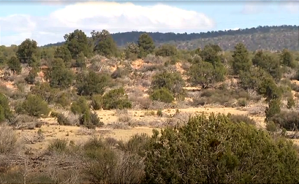 A two-year-old walked seven miles through the wilderness