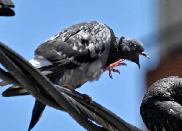 Residents of this California town say that birds are exploding