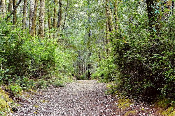 A Russian hermit lived for years in a California redwood tree