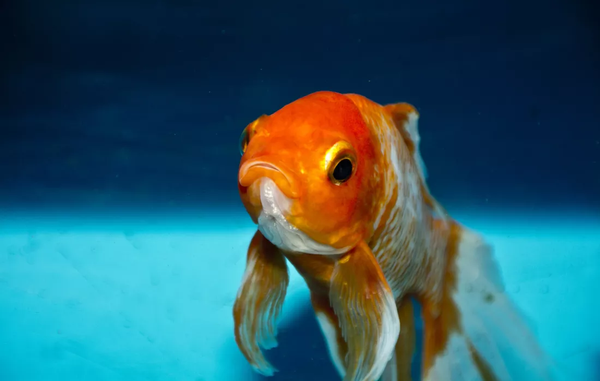 How a pet fish committed bank fraud using a Nintendo Switch