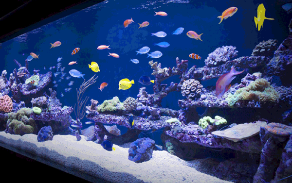 A casino got hacked through an internet-connected fish tank