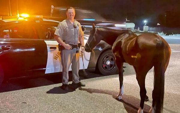 Kentucky cops arrest man for riding a horse while drunk