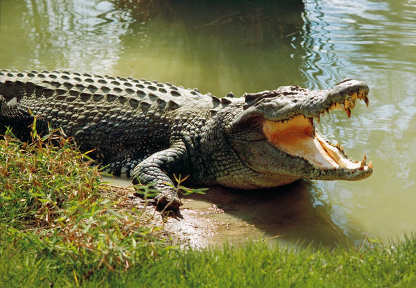 Police officer volunteered to get human remains from a crocodile