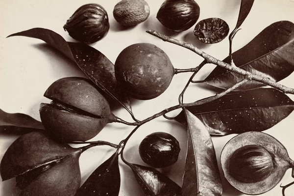 The violent history behind the humble spice called nutmeg
