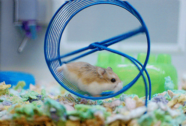 A fitness app shows his hamster runs five miles every night