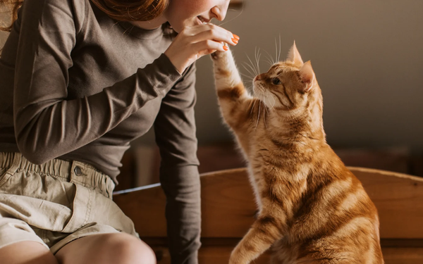 You may be a risk-taker because of this parasite that lives in cats