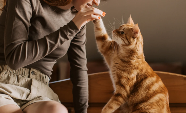 You may be a risk-taker because of this parasite that lives in cats