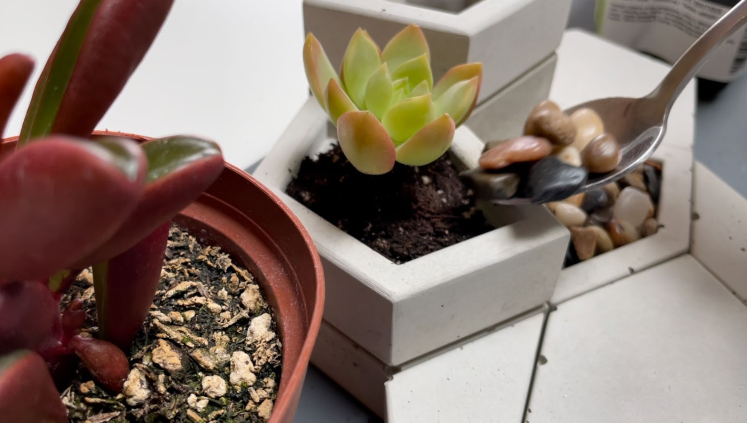 Adding small river rocks to cover the soil surrounding the succulents.