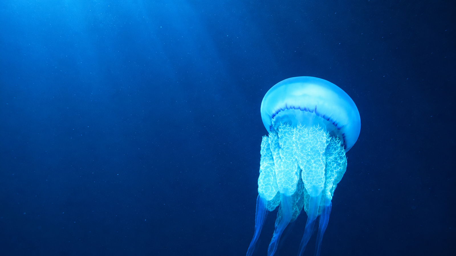 TunSea warns beachgoers not to touch blue jellyfish on Tunisian beaches