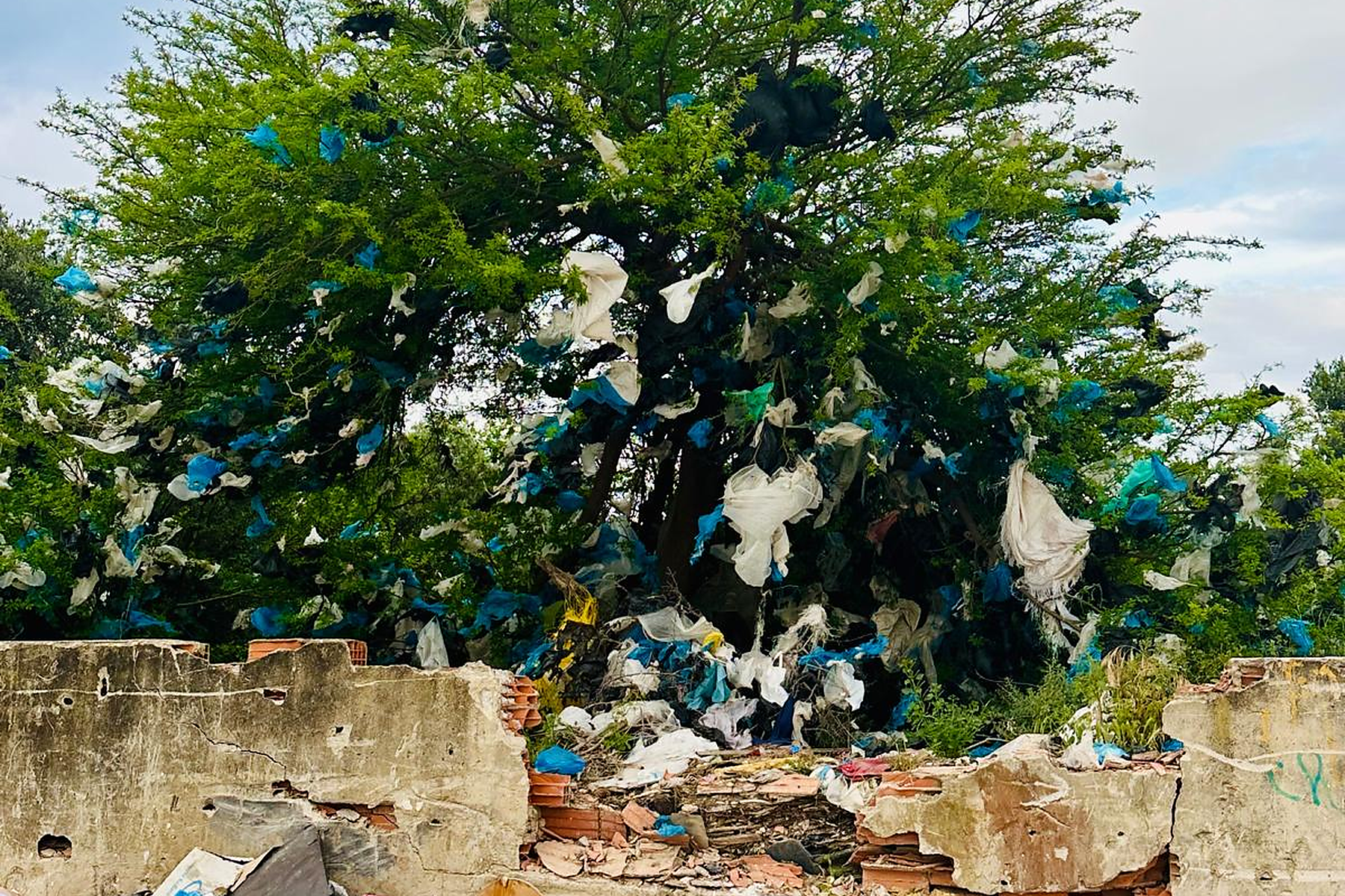 Tunisia Moves Toward a Cleaner Future with Proposed Ban on Single-Use Plastic Bags