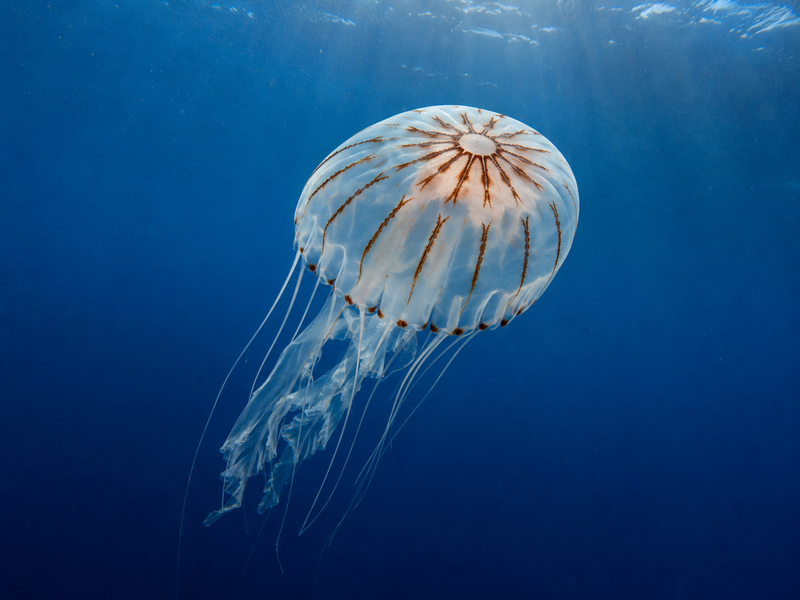 Rare compass jellyfish spotted off Tunisia’s coast