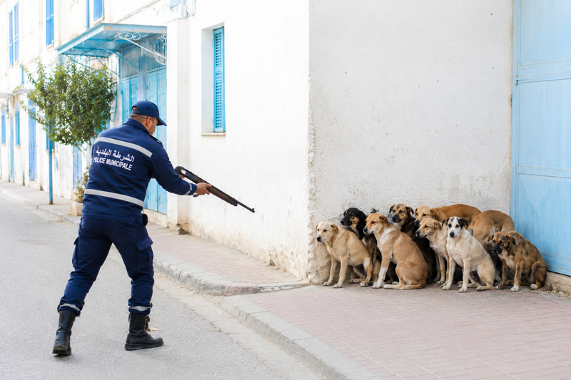 Kef municipality announces stray dog shooting campaign, reigniting Tunisia’s animal welfare debate