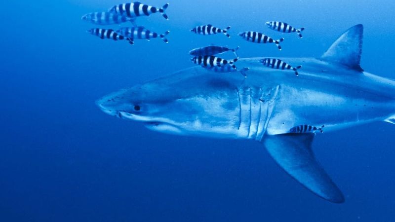 Rare great white shark filmed in Strait of Sicily in first-ever Mediterranean underwater footage