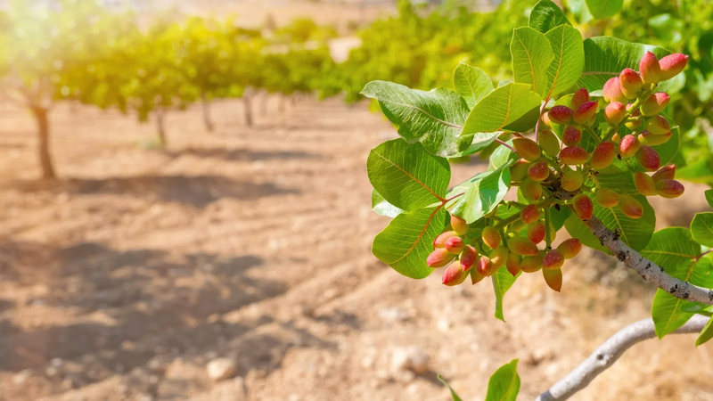 Gafsa pistachio harvest forecast to reach 4,900 tonnes