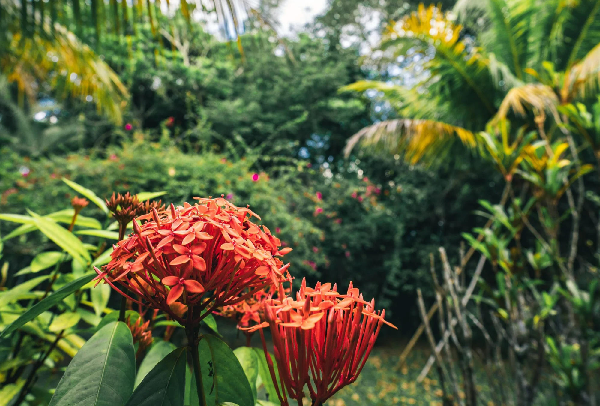 Endangered knowledge