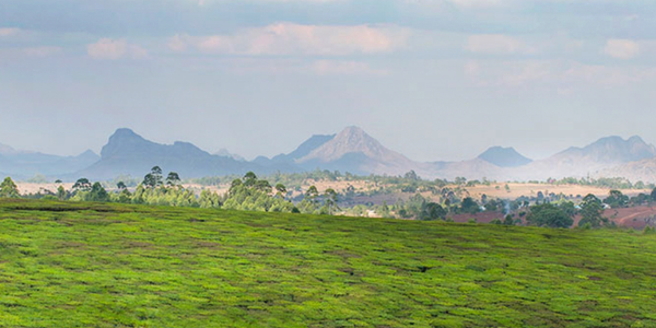 Nature Related Disclosures