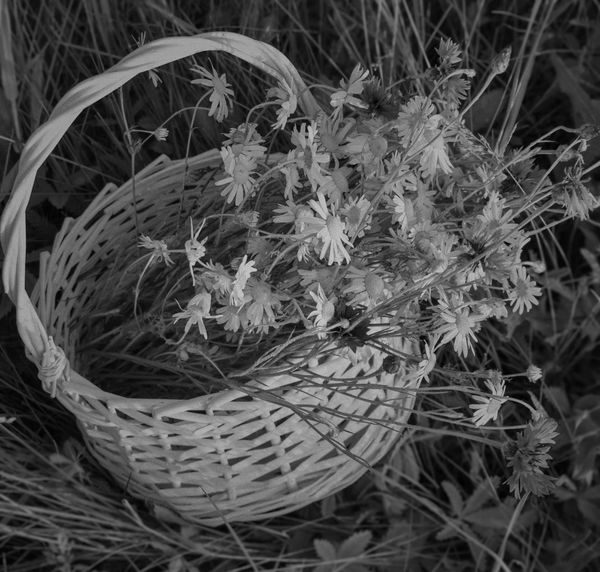 Black and white photo of freshly picked daisies in a light colored basket. The basket sits on grassy ground.