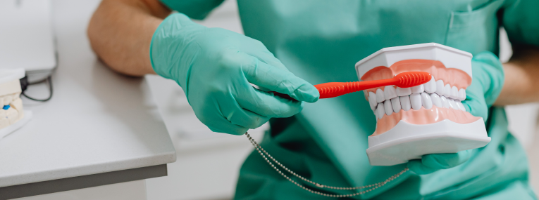 Eine Zahnärztin outzt einem Gebiss-Modell die Zähne.