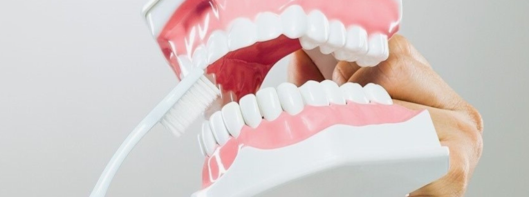 Zu sehen ist die Prothesenreinigung mit einer Zahnbürste an einem Schaumodell.