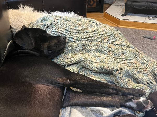 Photo of a black pit bull mix dog sleeping on blankets with another fluffy blonde dog at her head.