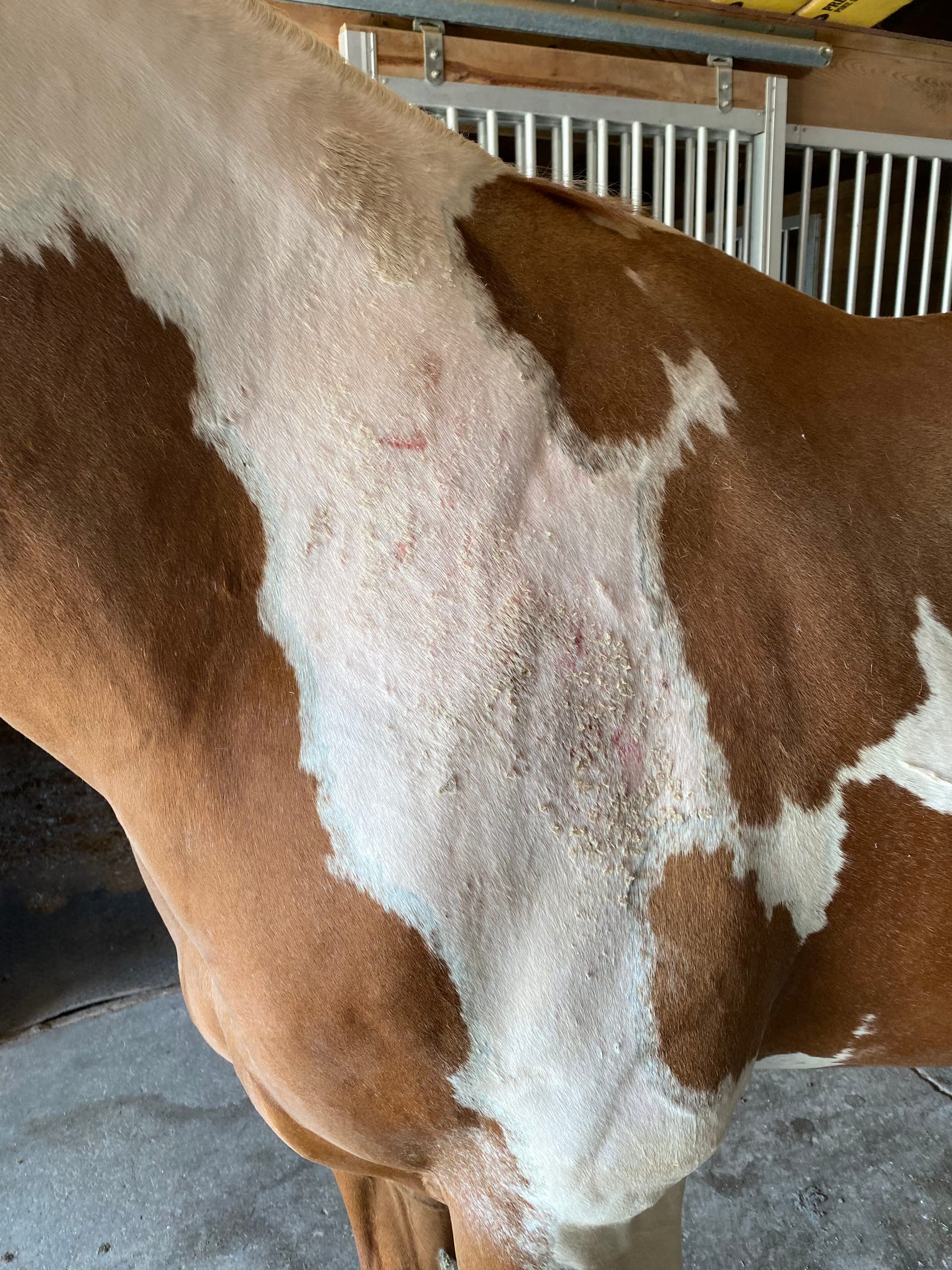 Sorrel horse with sunburn to neck and side.