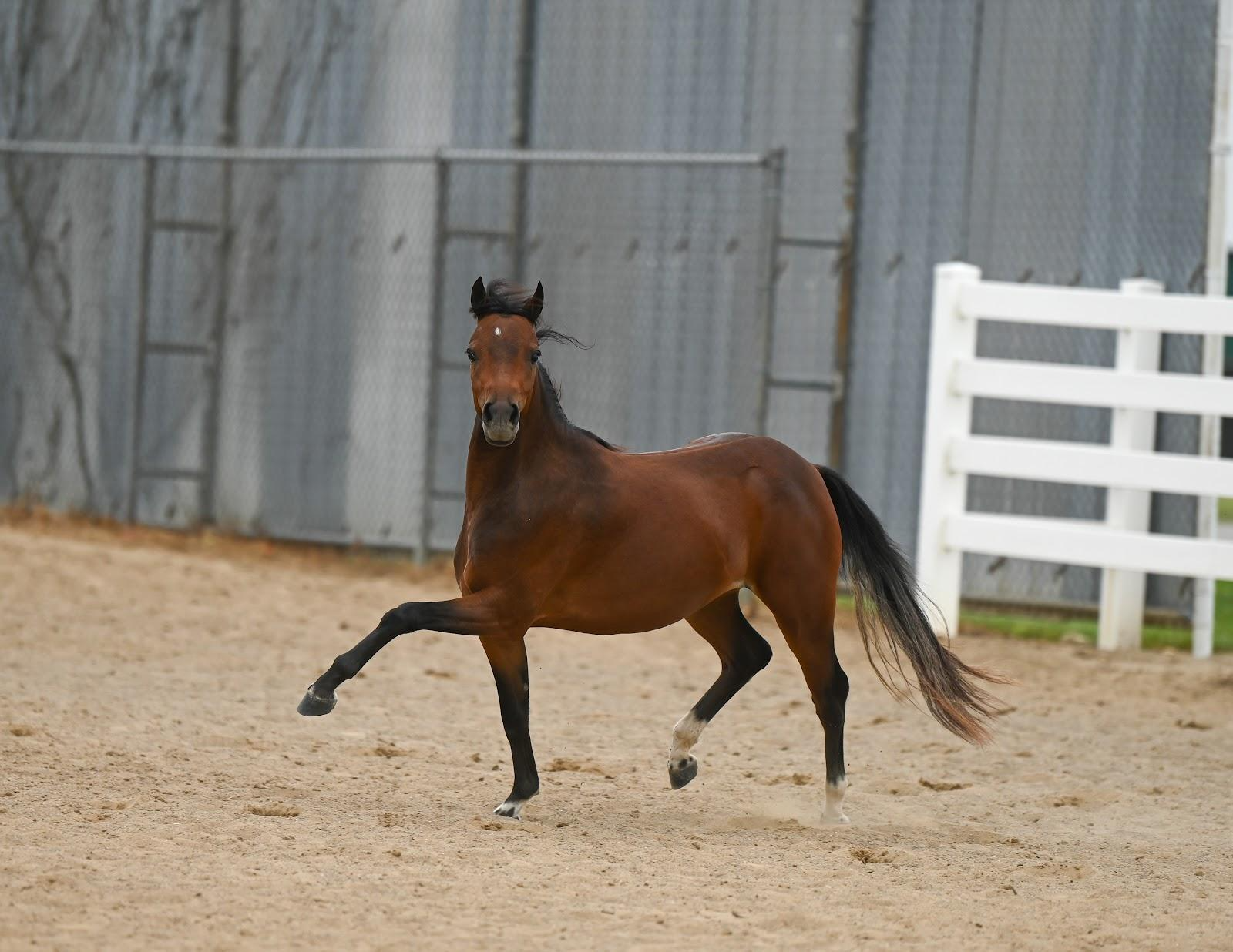 Bay Miniature Mare demonstrating Liberty Class
