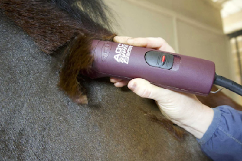 Shear Perfection: A Guide to Body Clipping