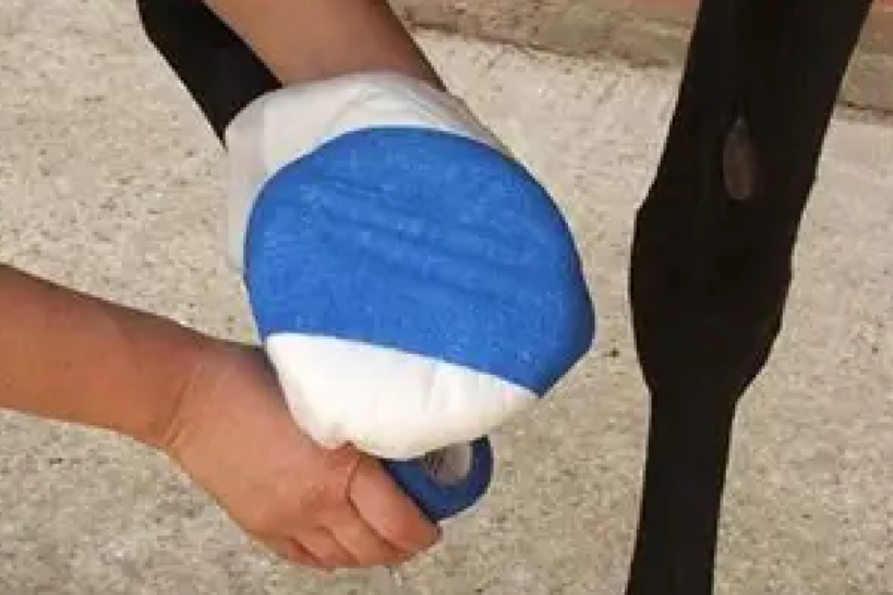 My horse has an abscess.  Now What?