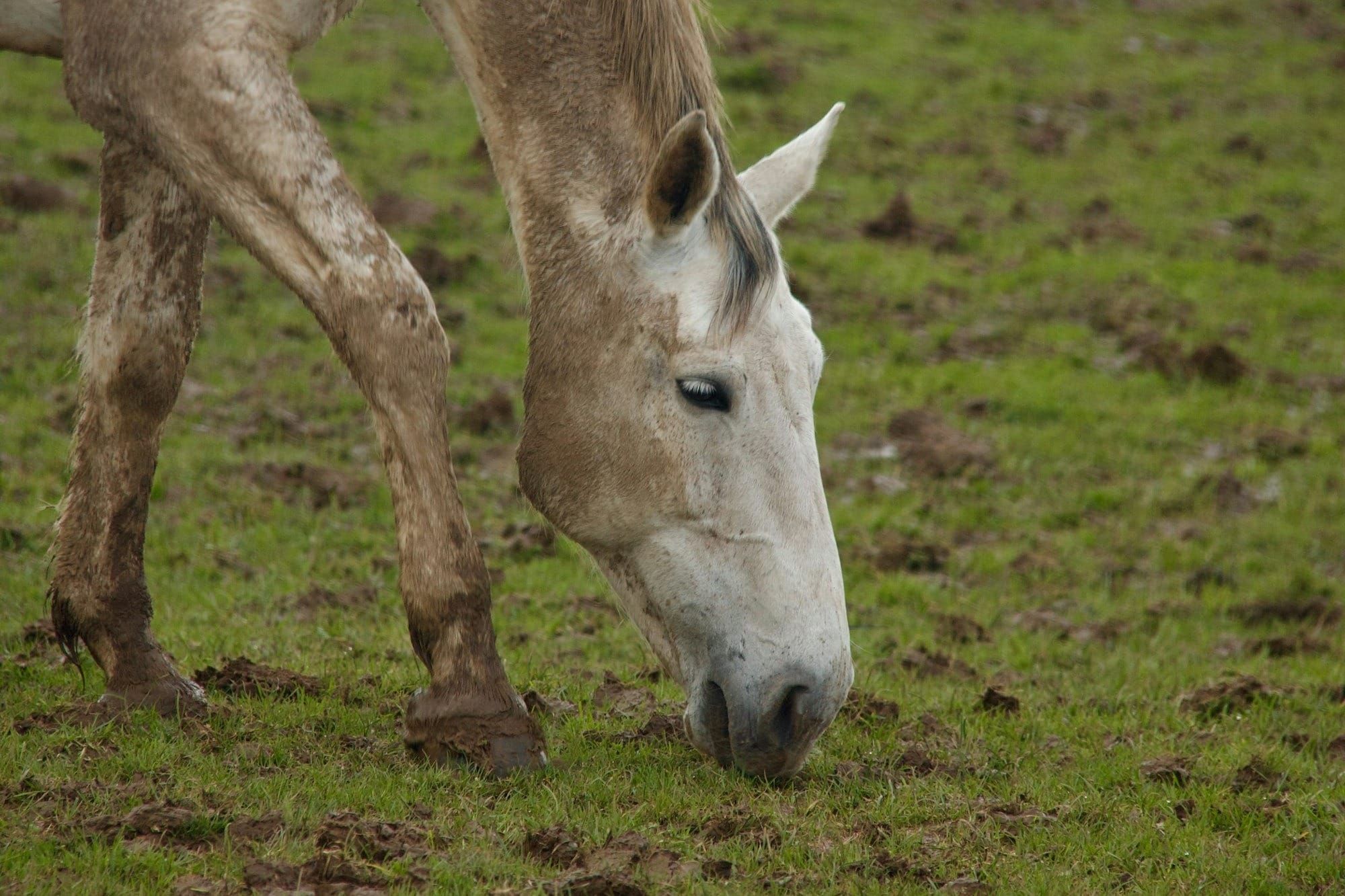 The Best Way to Remove Mud from Your Horse