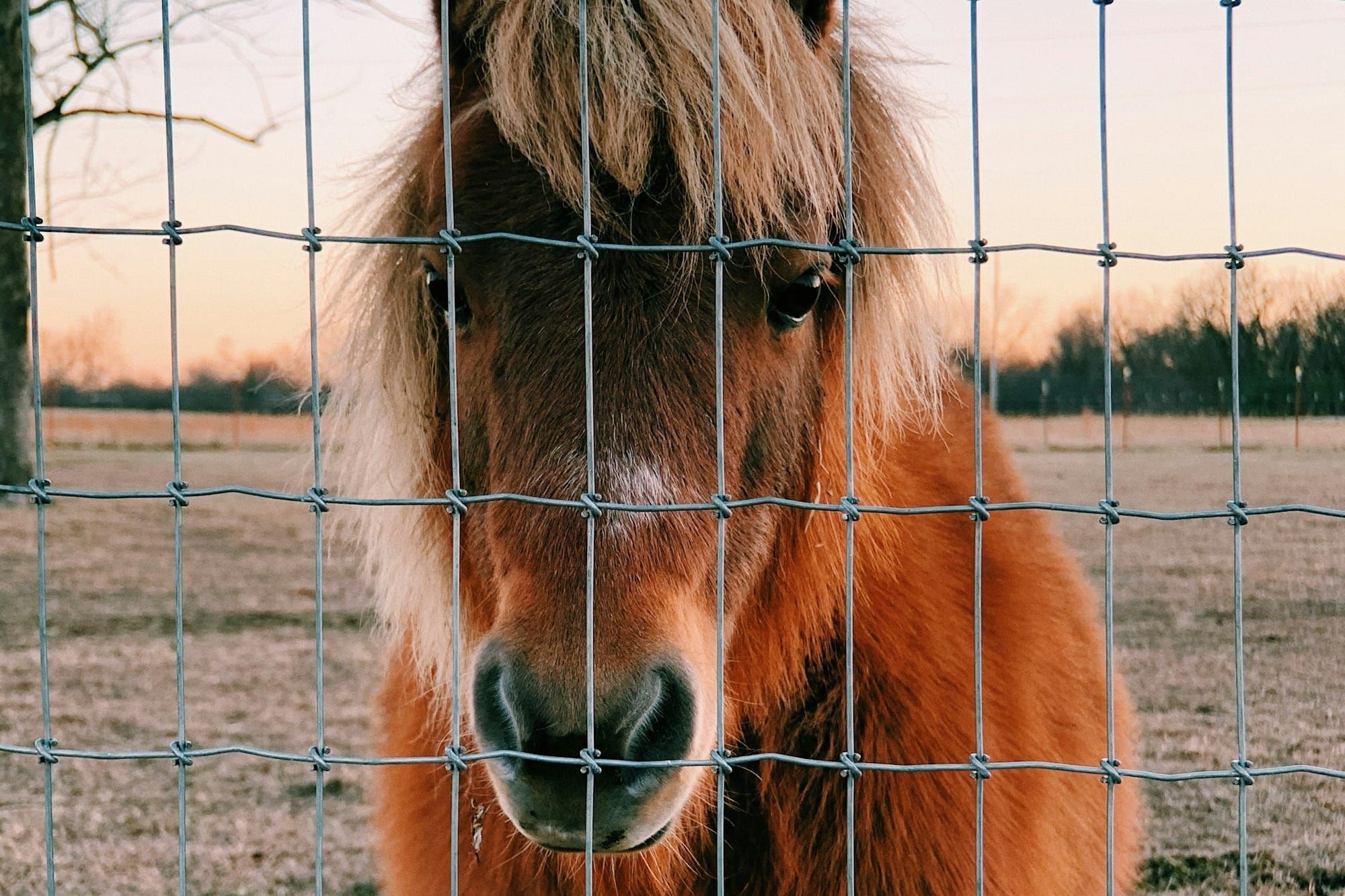 Small Hooves, Big Vibes: Miniature Horses Make September Shine